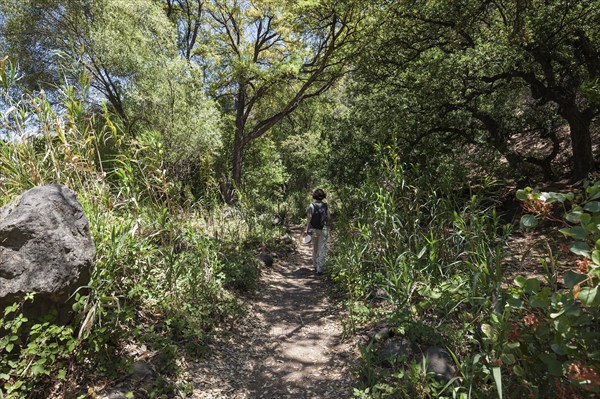 Female hiker on the hiking path through reeds in Barranco de los Cernicalos