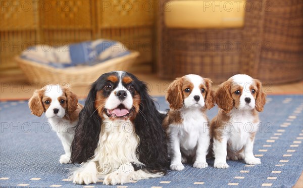 Cavalier King Charles Spaniel