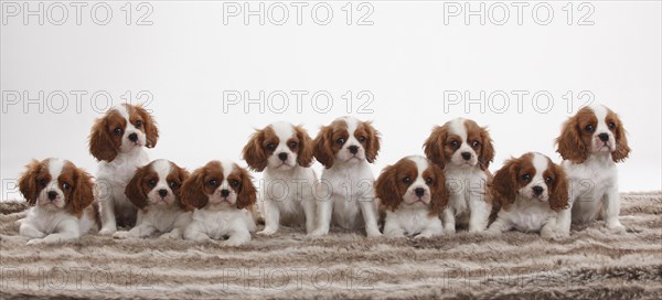 Cavalier King Charles Spaniel