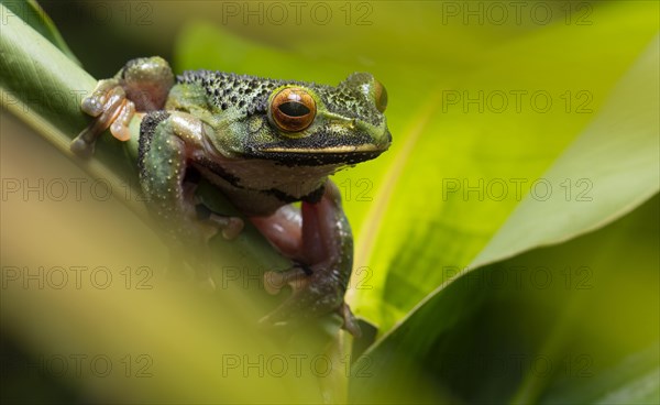 Frog (Boophis albilabris) on leaf