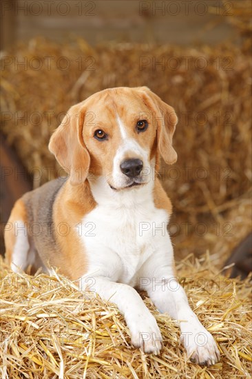 Beagle