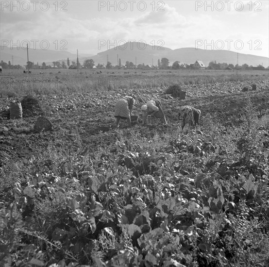 Agriculture