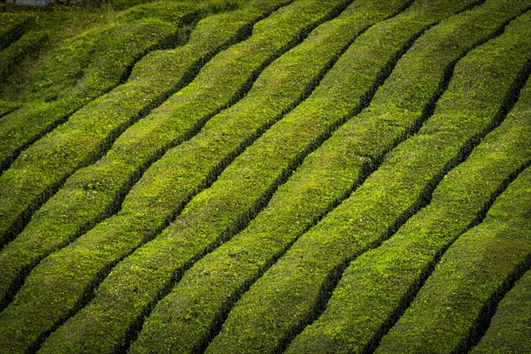 Tea bushes in a row