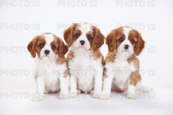 Cavalier King Charles Spaniel