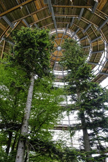 Tree tower
