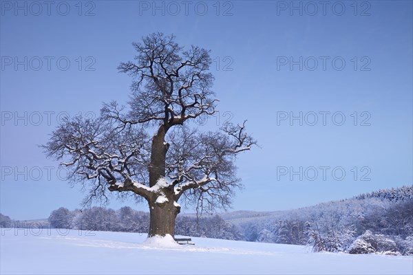 Huge solitary oak tree in winter
