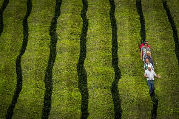Workers at Cha Gorreana tea plantation