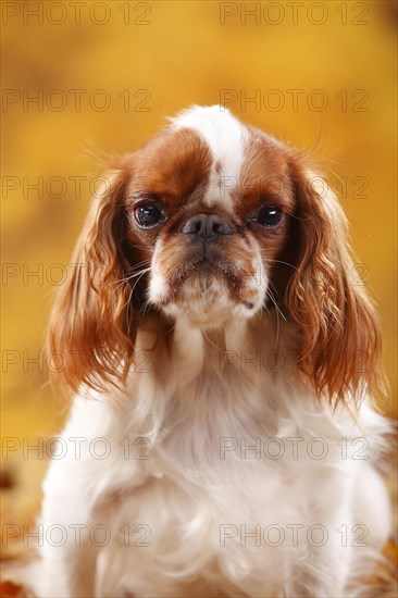 King Charles Spaniel