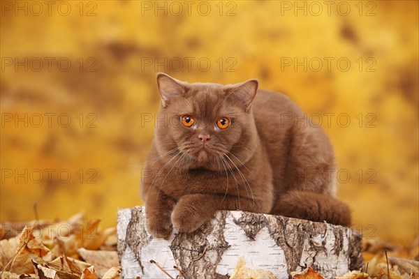 British Shorthair cat