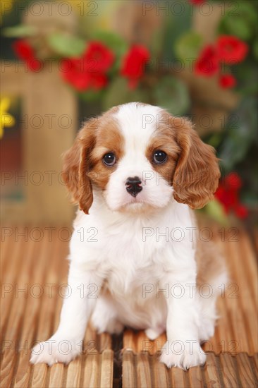Cavalier King Charles Spaniel
