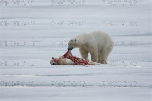 Polar bear (Ursus maritimus)