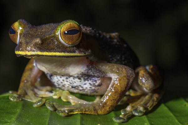 Tree climbing frog species (Boophis albilabris)