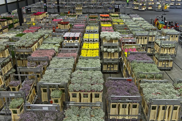 Boxes of flowers ready for dispatch in a warehouse