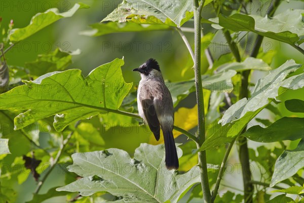 Sooty-headed bulbul (Pycnonotus aurigaster) sits in leaves
