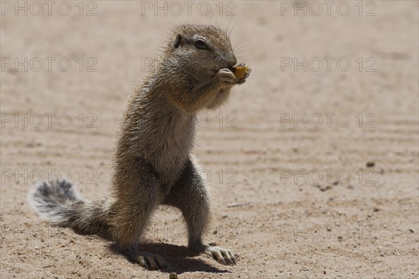 Cape ground squirrel (Xerus inauris)