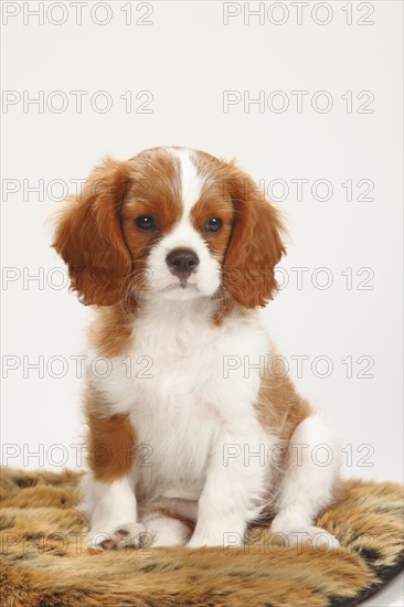 Cavalier King Charles Spaniel