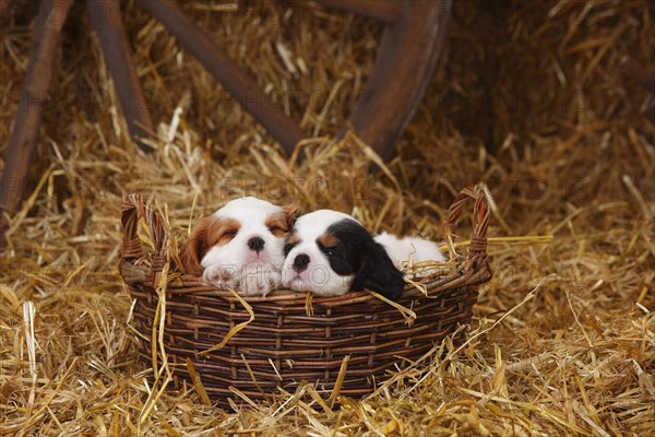 Cavalier King Charles Spaniel