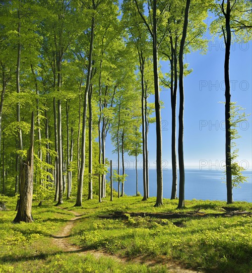Hiking trail through beech forest on the high bank above the chalk cliffs in spring