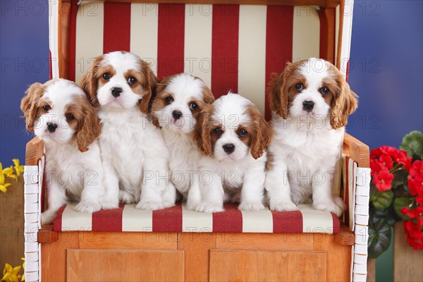 Cavalier King Charles Spaniel