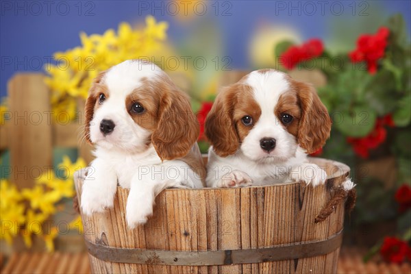 Cavalier King Charles Spaniel