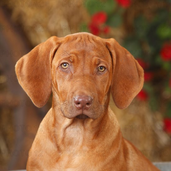 Rhodesian Rigdeback