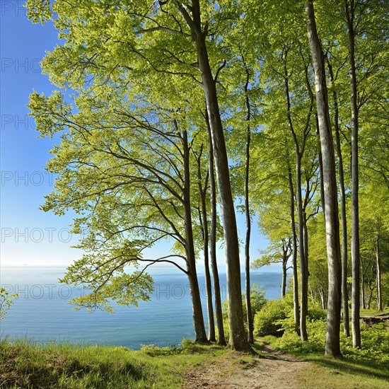 Hiking trail through beech forest on the high bank above the chalk cliffs in spring