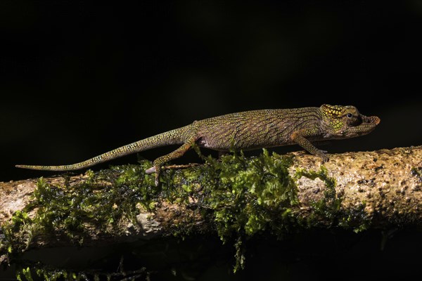 Calumma nasutum (Calumma nasutum)