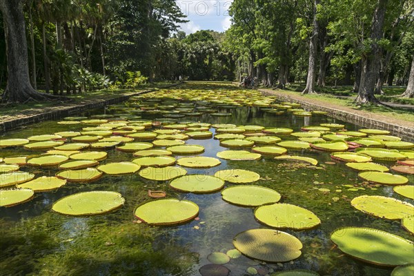 Pond with Victorias (Victoria)