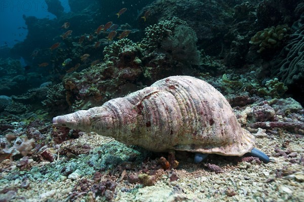 Triton's trumpet Snail (Charonia tritonis)