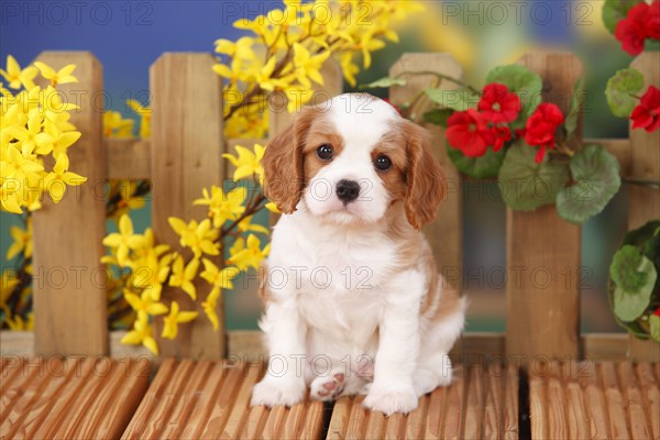Cavalier King Charles Spaniel