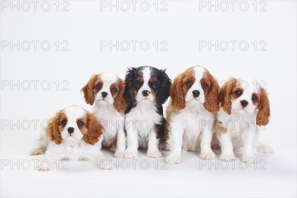 Cavalier King Charles Spaniel