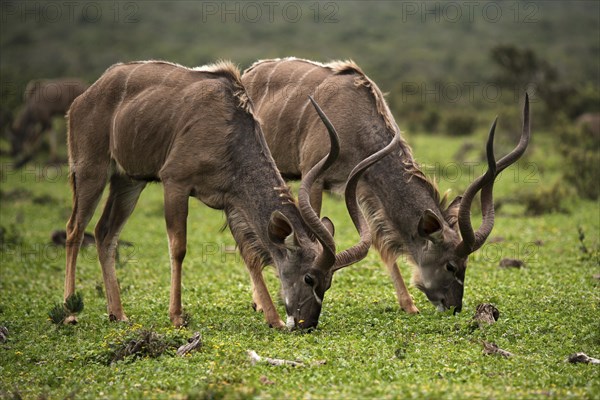 Greater kudu (Tragelaphus strepsiceros)