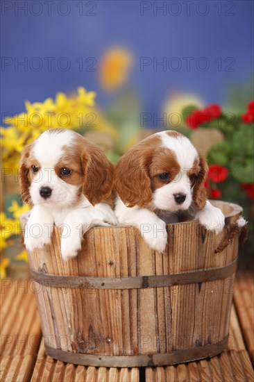 Cavalier King Charles Spaniel