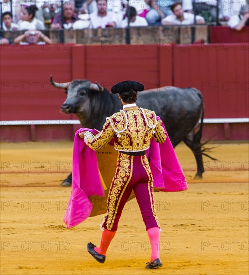Bull stands in front of Matador
