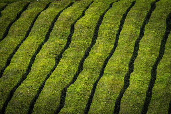 Tea bushes in a row