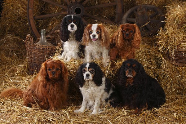 Cavalier King Charles Spaniel