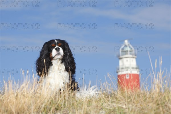 Cavalier King Charles Spaniel