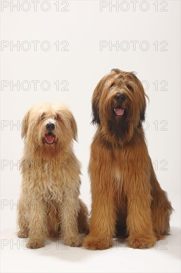 Briard