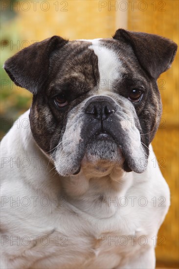 Mongrel dog (English x French bulldog)