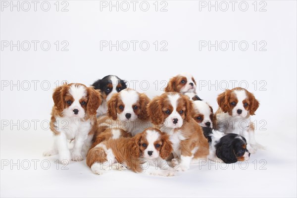 Cavalier King Charles Spaniel