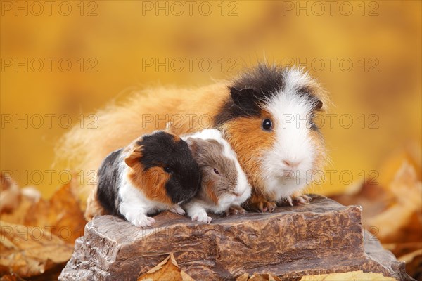 CH-Teddy guinea pigs