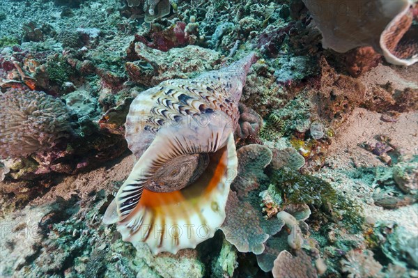 Triton's trumpet (Charonia tritonis)