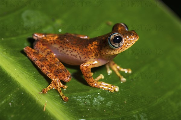 Tree climbing frog species (Boophis pyrrhus) sits on leaf