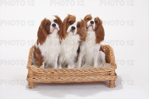 Cavalier King Charles Spaniel