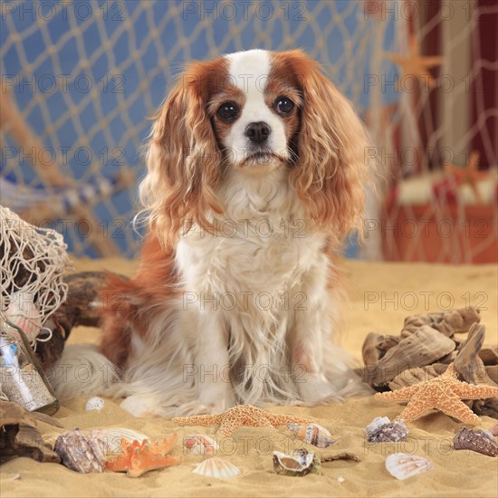 Cavalier King Charles Spaniel