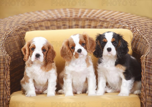 Cavalier King Charles Spaniel