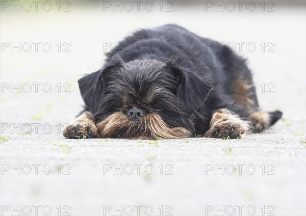 Griffon Bruxellois