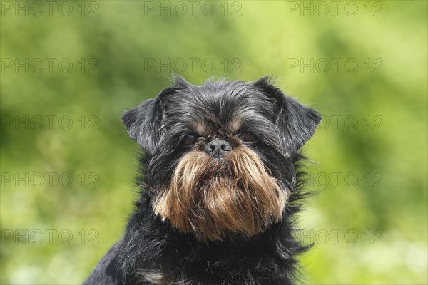 Griffon Bruxellois