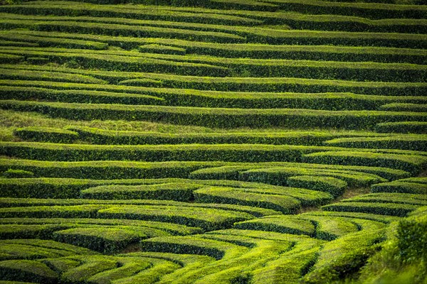 Tea bushes in a row