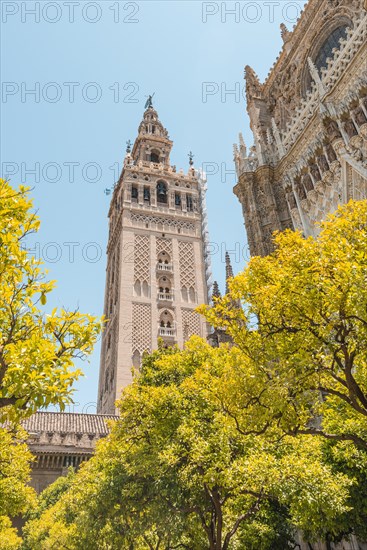 Orange trees in the courtyard of the Cathedral of Seville